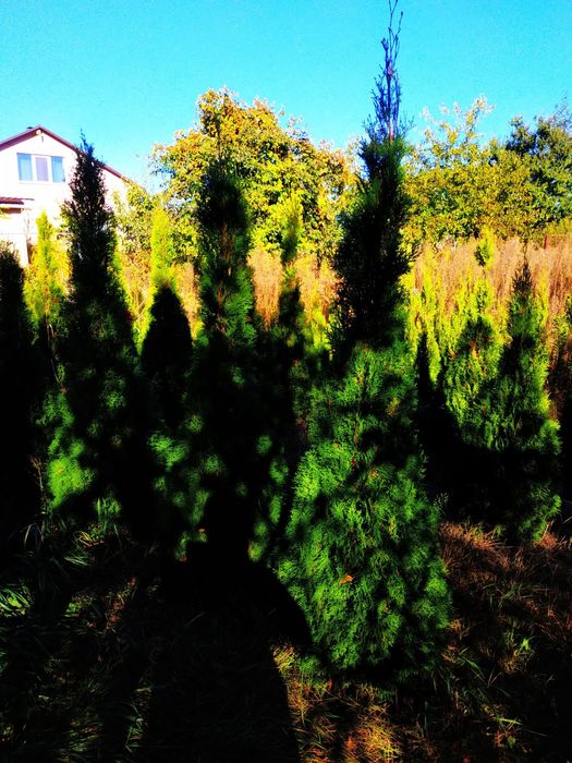 Туя смарагд 200 см 1000 грн