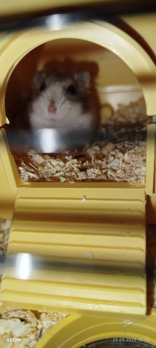 Хом'які порода джунгарики