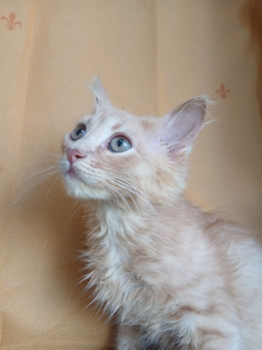 Котенок в хорошие руки!