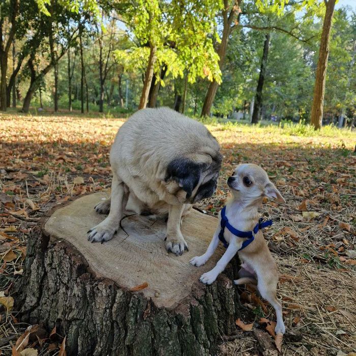 Чіхуа хлопчик вязка