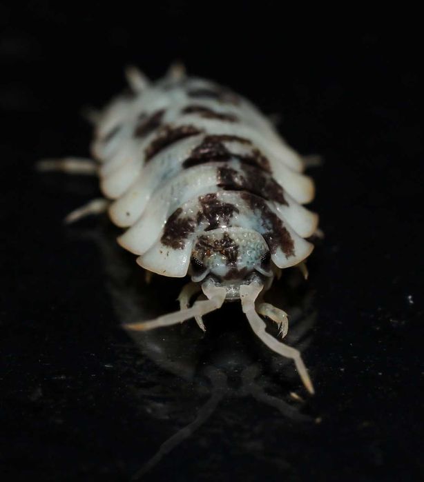 Isopodes e Colembolos