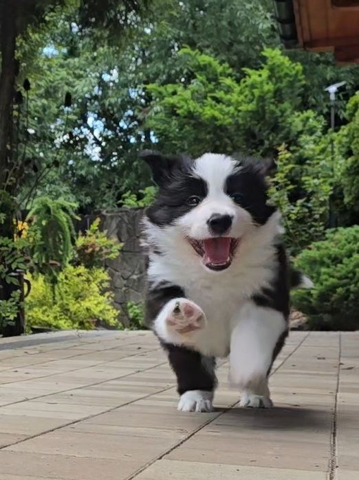 Border Collie ZKwP - Rodowód FCI