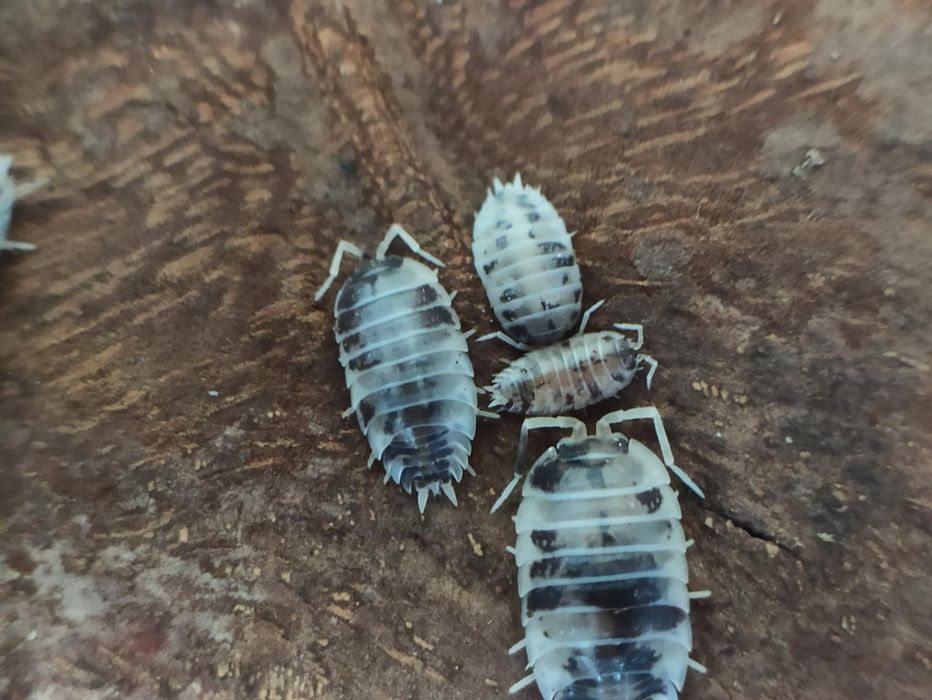 Porcellio laevis dairy cow 10x