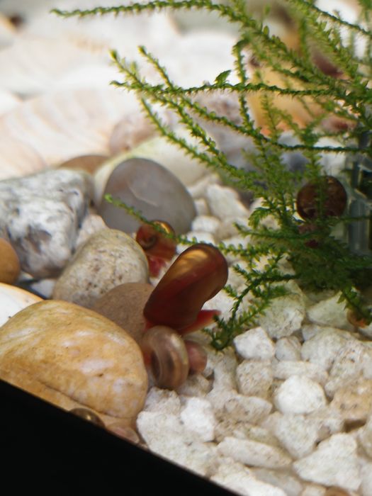 caracóis ramshorn – Excelentes Limpadores!