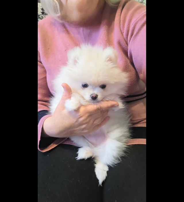 Mini Spitz Pomeranian Teddy Bear girl