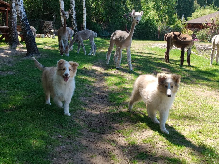 Owczarek szkocki collie