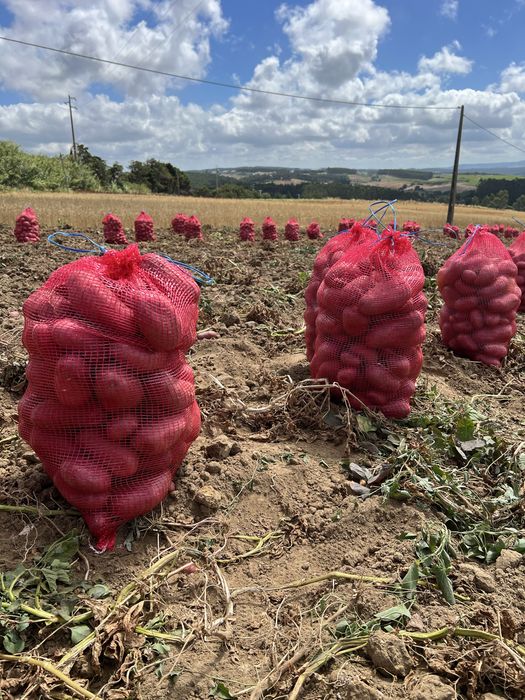 Batata Manitou, saco 20 kg