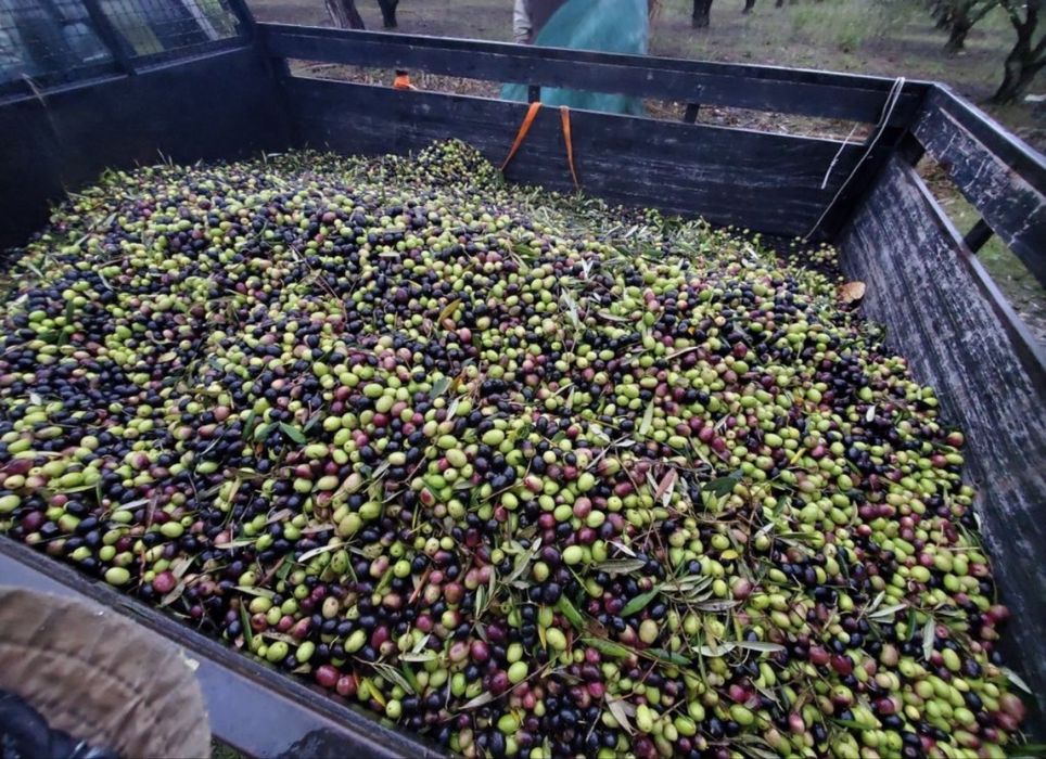 Azeite caseiro muito bom