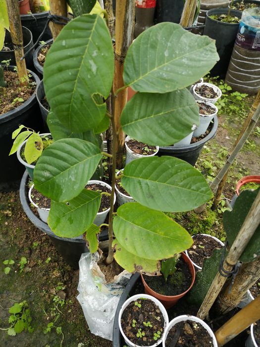 Vendo anonas  jovens com mais de.1 metro