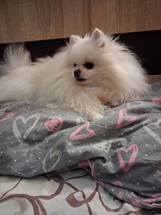 Вязка померанский шпиц