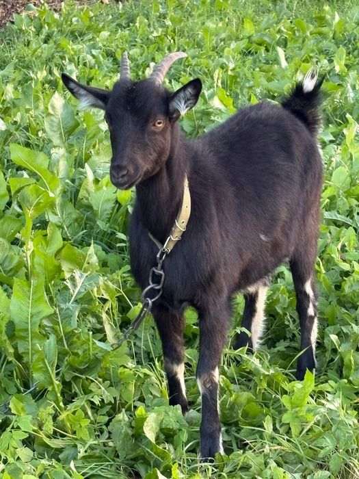 Продам дійну  козу та козеня