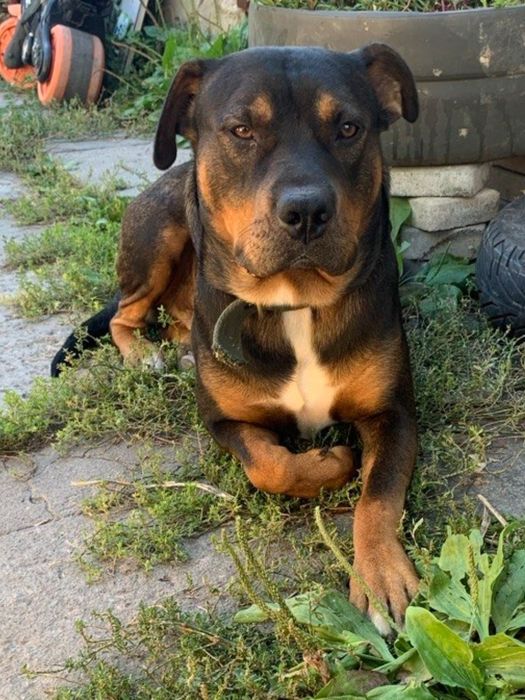 Вязка с стаффтерьером