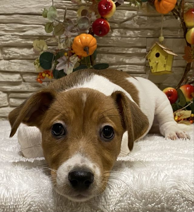 Dziewczynka Aura Jack Russell Terrier do odbioru