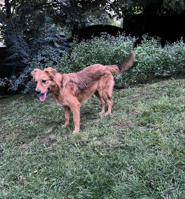 Piesek Tedi szuka domku