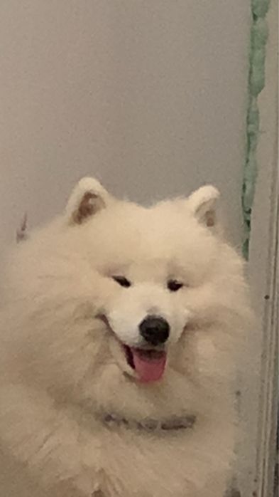 Piesek Samoyed roczny