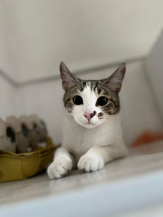 Plamka - kotka do adopcji!