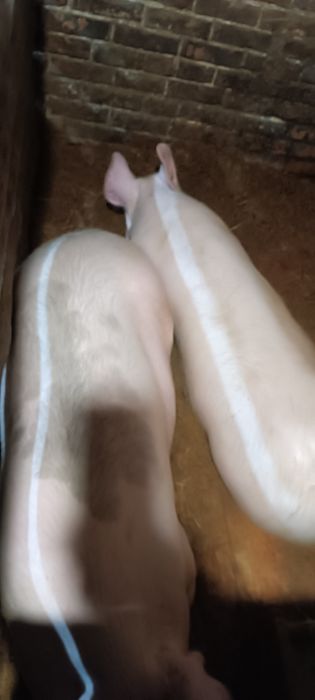 Продаж домашнього м'яса (свинини)