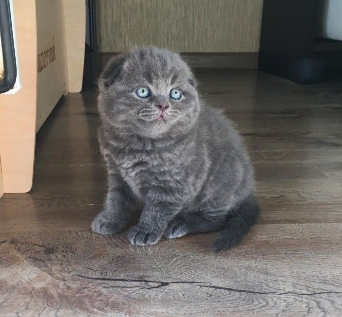 Шукаєте чарівного та ніжного друга