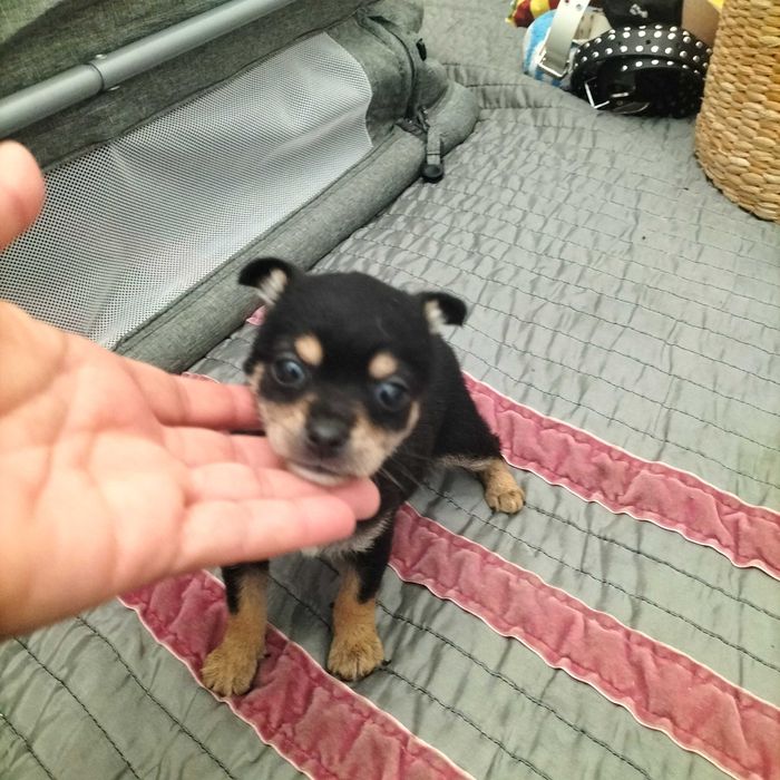 Pinscher mini fêmea