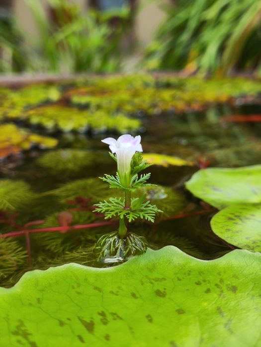 MEGA PROMOÇÃO limnopholia sessiflora