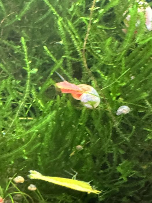 Ślimak zatoczek różowy