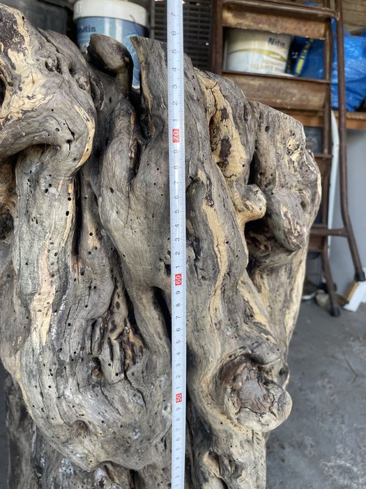 Tronco de figueira + de 300 anos