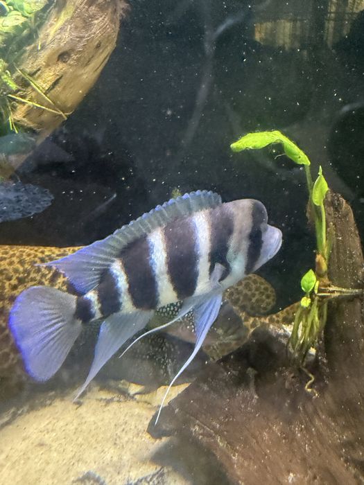 Cyphotilapia frontosa