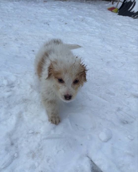 Цуценята шукають дім (від 22.10) - хлопчик