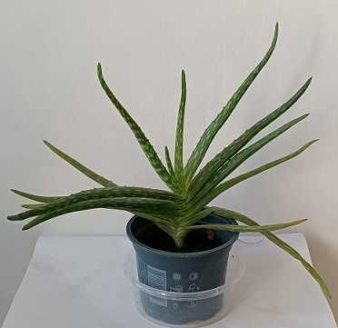 aloes leczniczy,