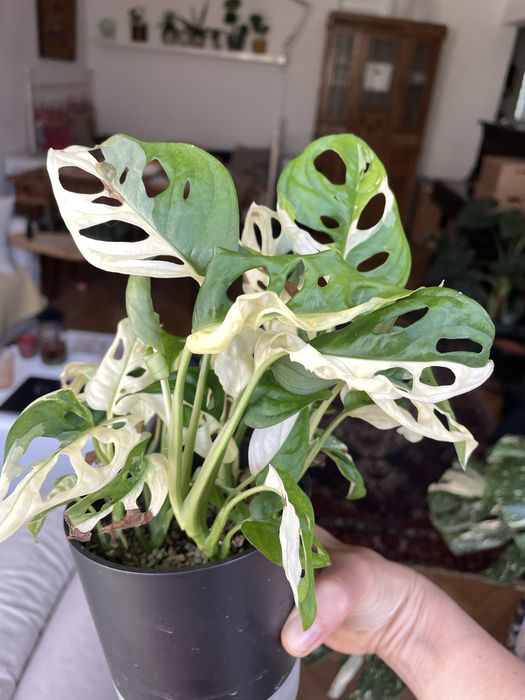 Monstera adansonia variegata