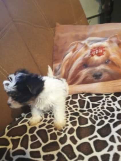 Biewer Yorkshire terrier suczka 9 tyg. Rybnik