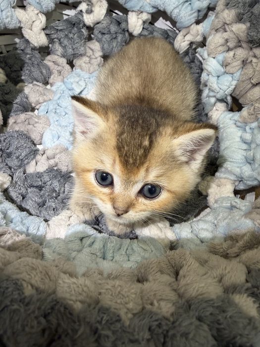 Продам котят Золотая Шиншилла