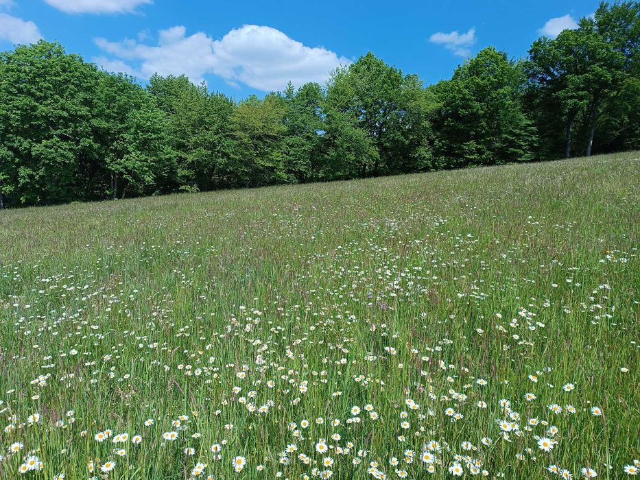 Działka rekreacyjna - Wujskie k. Sanoka, widok na Bieszczady
