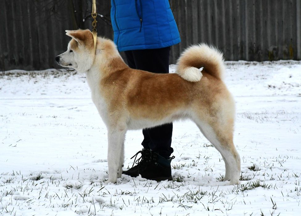 Продажа или совладение, сука Акита ину.