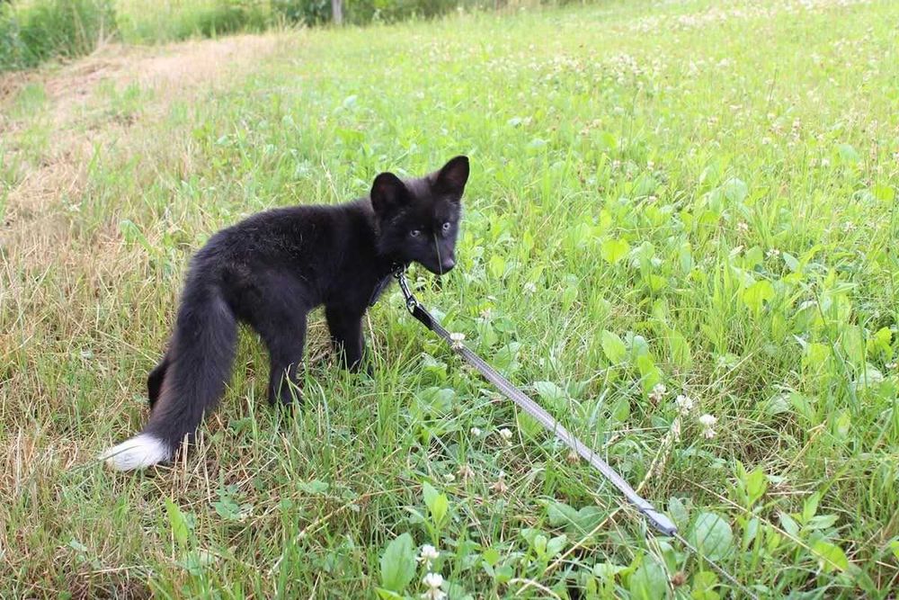 Lis, lisek, liski domowe, lisy hodowlane.  Hodowla Marble Fox, na 2026