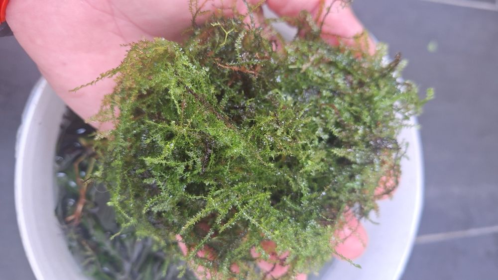 Musgo de Java água doce