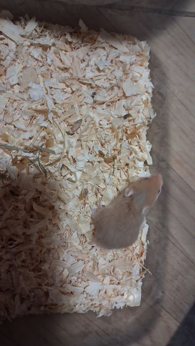 Chomik syryjski chomiki