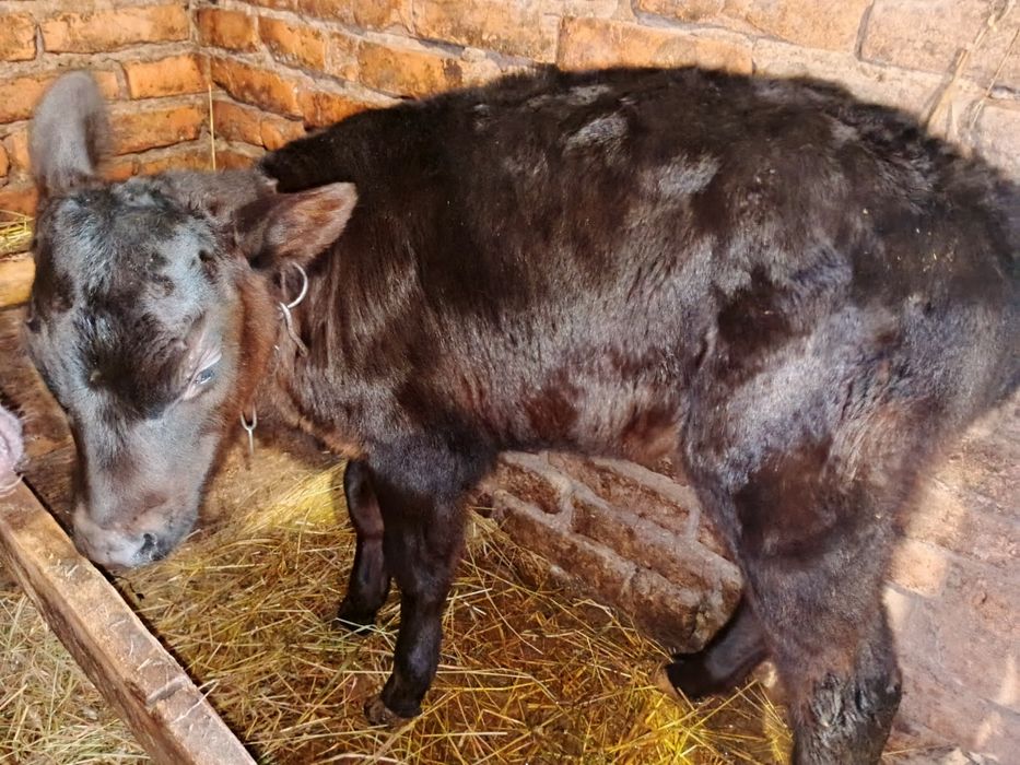 Тиличка 1 місяць 100 гривень кілограм жива вага