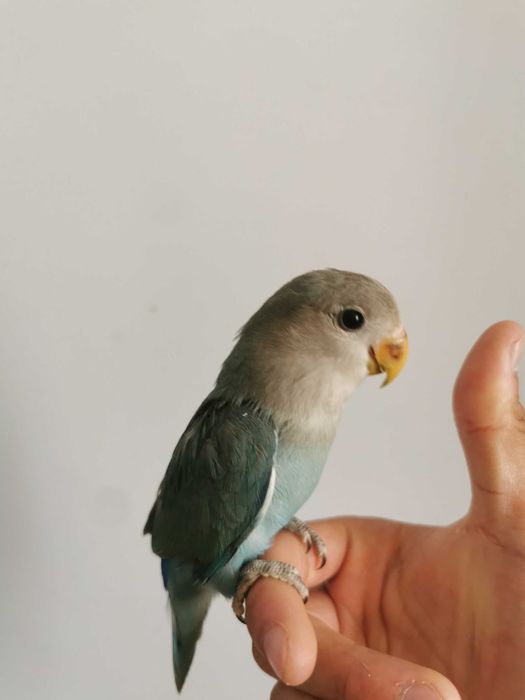 Rossicolers domésticados /Agraponis selvagem