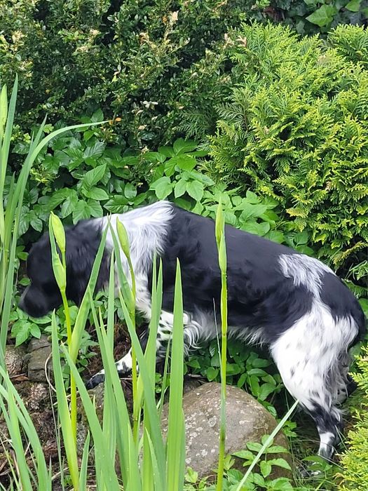 Spaniel Bretoński (Epagneul Breton)FCI