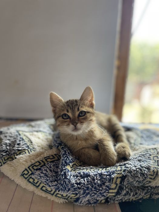 Котенок девочка