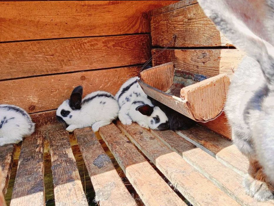 кролики строкач від 400 грн/шт