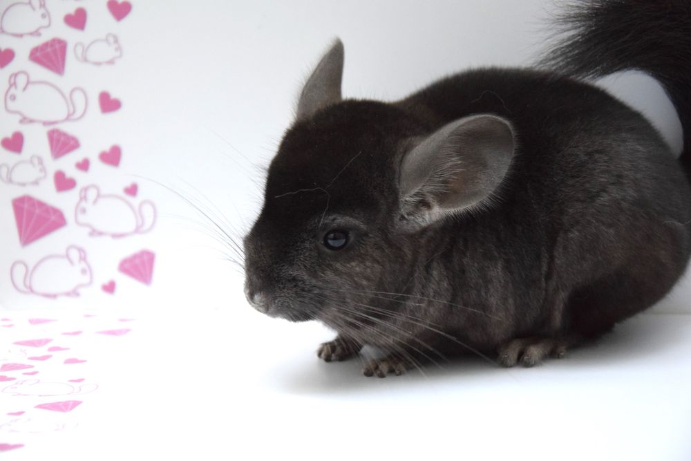 Szynszyla szynszyle fiolet tan violet pink white ebony tan tov