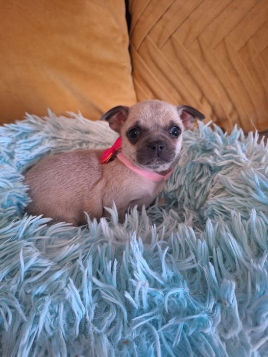 Chihuahua pêlo curto