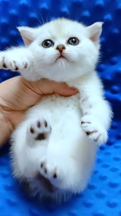 Кошенятка чистокровні , purebred kittens silver chinchillas .