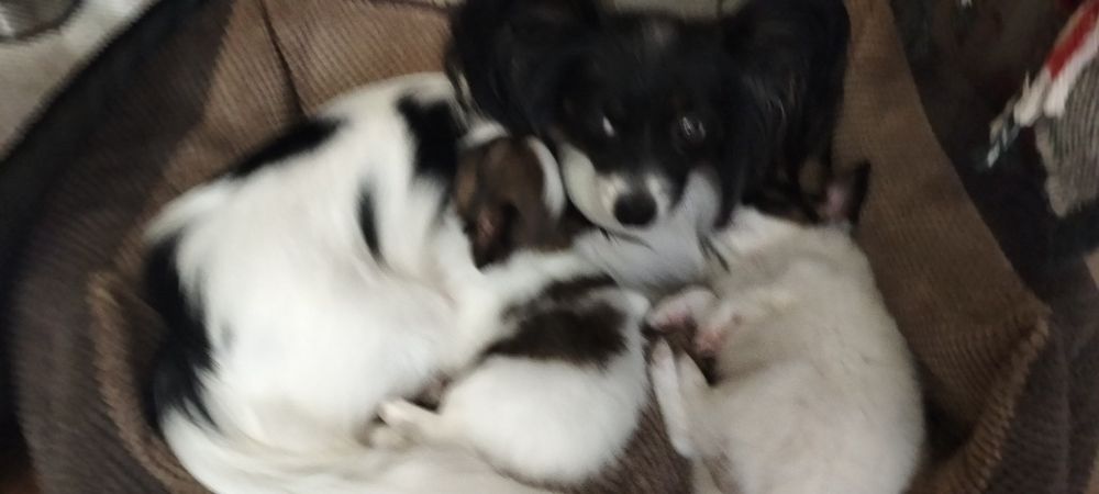 Три дівчинки на вибір. Папільон, папийон, папильон