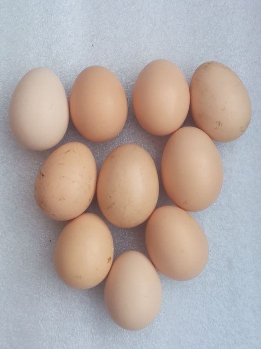 Продам инкубационное домашнее куриное яйцо.