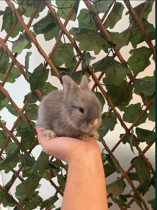 Coelhos Anões Mini Teddy , Mini Toy em Loja Profissional