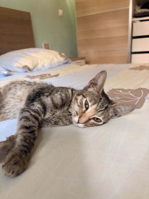 Mia, a procura da sua familia para sempre