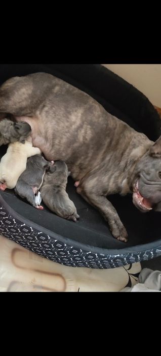 Buldog francuski